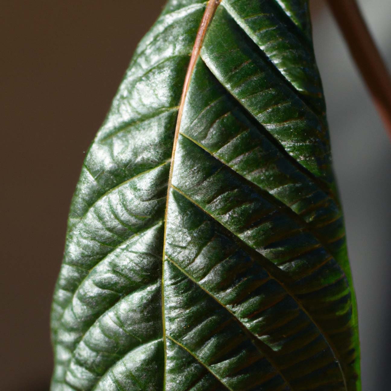 Jeju Eriobotrya Japonica Leaf Extract G-MIJ(H)'s thumbnail image